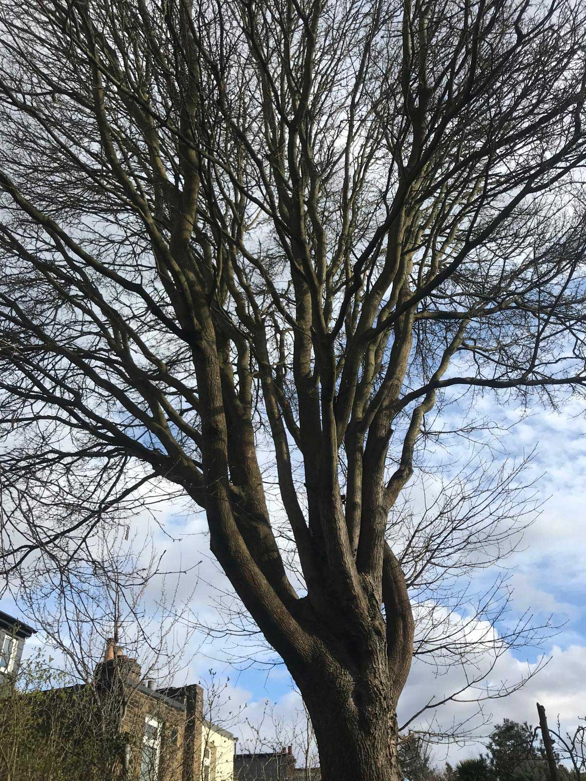tree+surgeon+near+abbots langley - TREE SURGEONS ABBOTS LANGLEY
