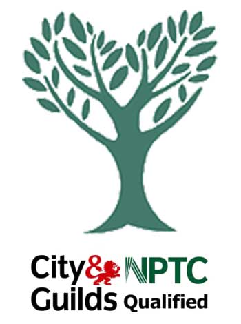tree+surgeon+near+abbots langley - TREE SURGEONS ABBOTS LANGLEY