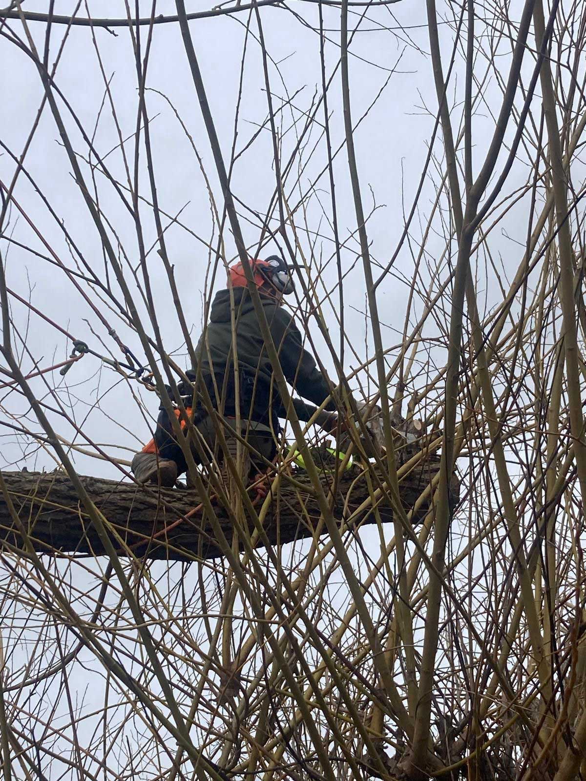 tree+surgeon+near+aldenham - TREE SURGEONS ALDENHAM