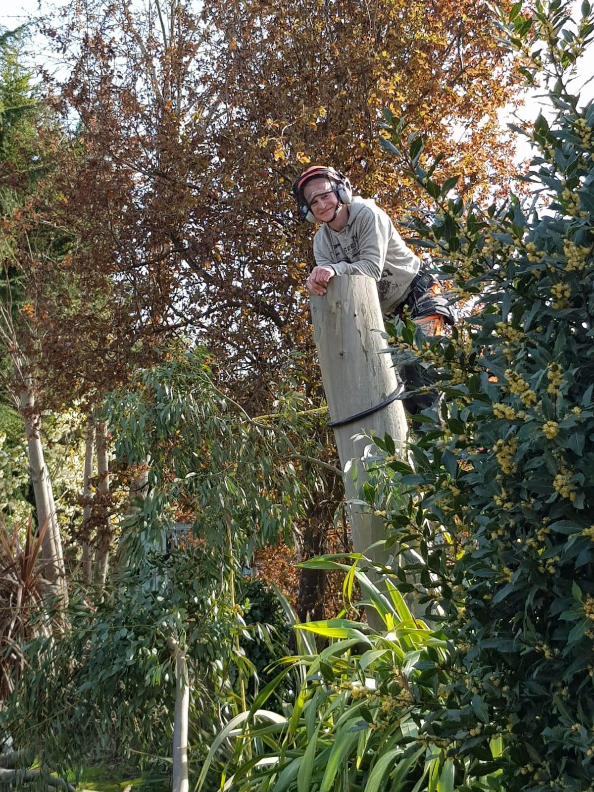 tree+surgeon+near+chalfont st giles chalfont st peter - TREE SURGEONS CHALFONT ST GILES