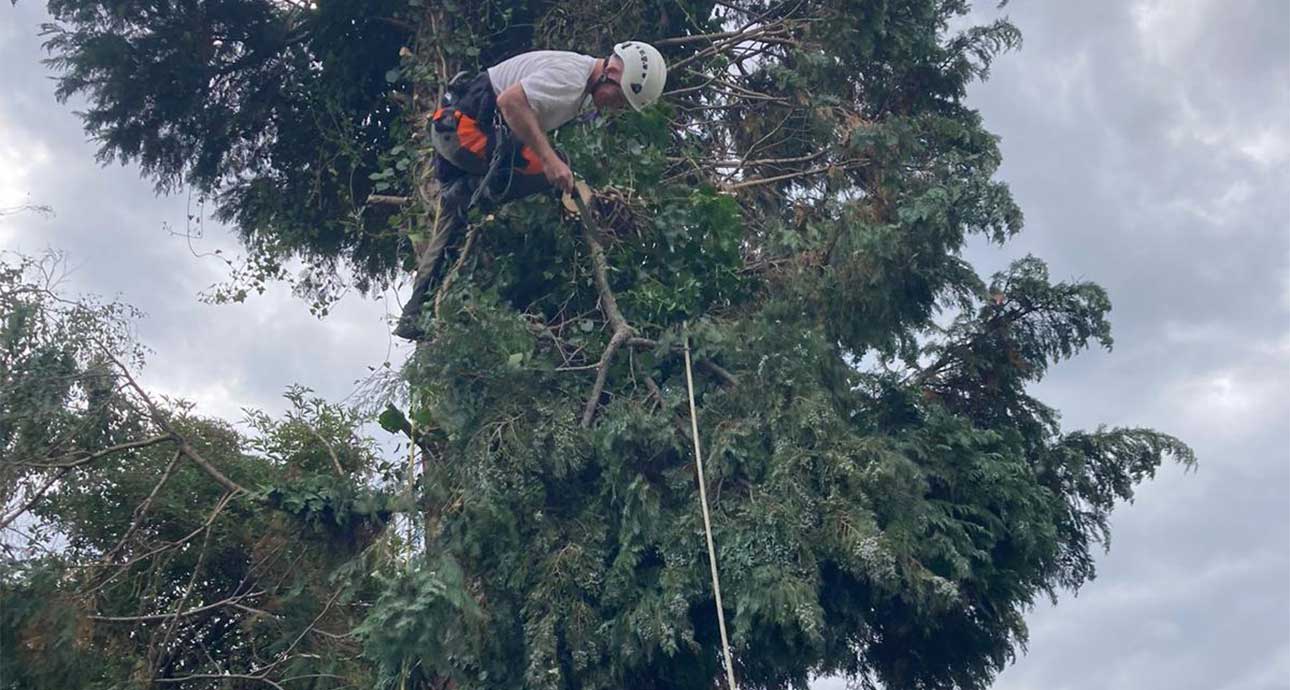 CHALFONT ST GILES TREE REMOVAL - TREE SURGEONS CHALFONT ST GILES