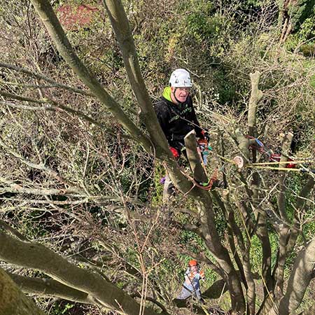 tree+surgeon+near+chingford - TREE SURGEONS CHINGFORD