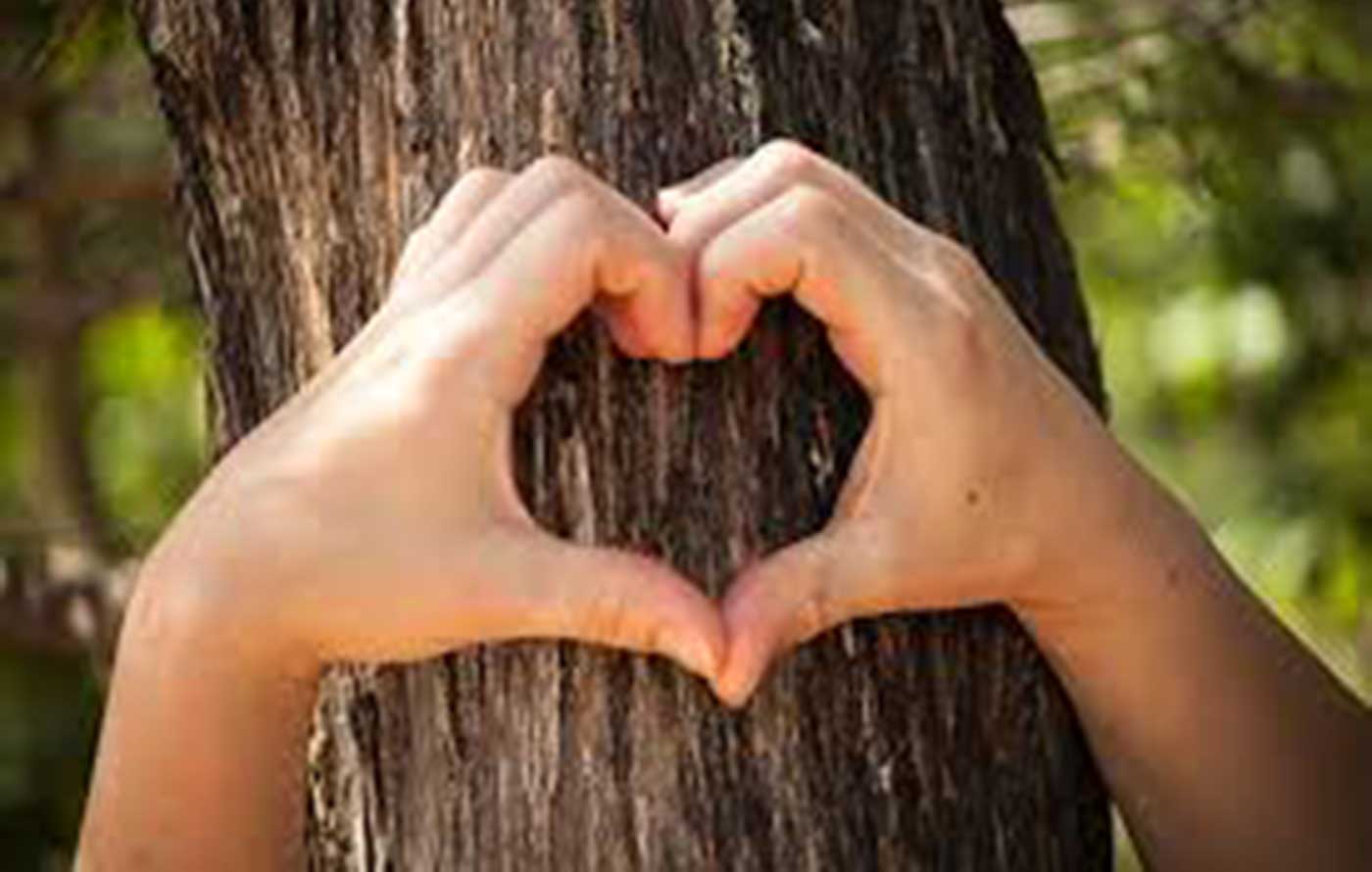 tree+surgeon+near+colindale - TREE SURGEONS NW9 COLINDALE
