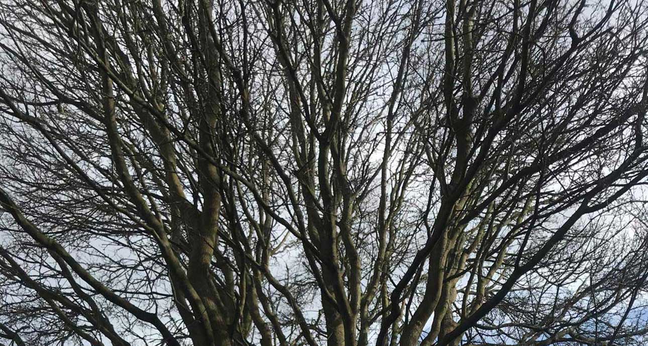 EDGWARE TREE CROWN MANAGEMENT - TREE SURGEONS EDGWARE