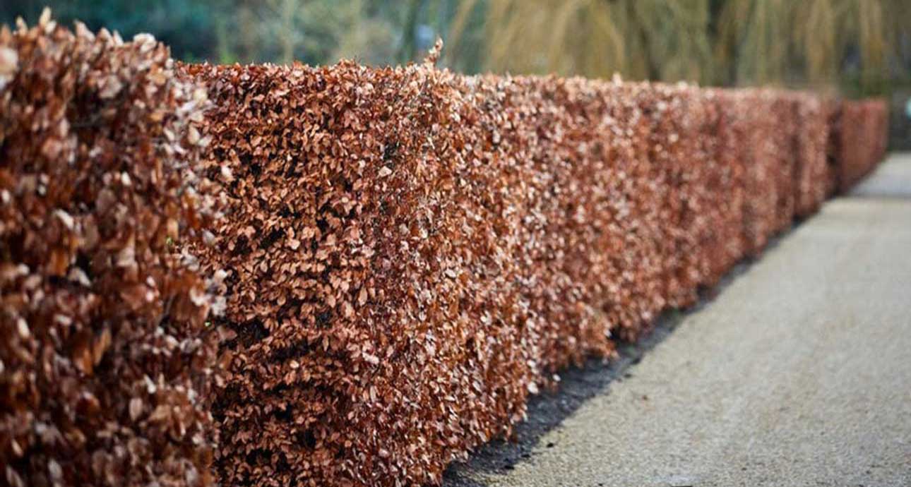 HIGHGATE HEDGE CUTTING - TREE SURGEONS HIGHGATE