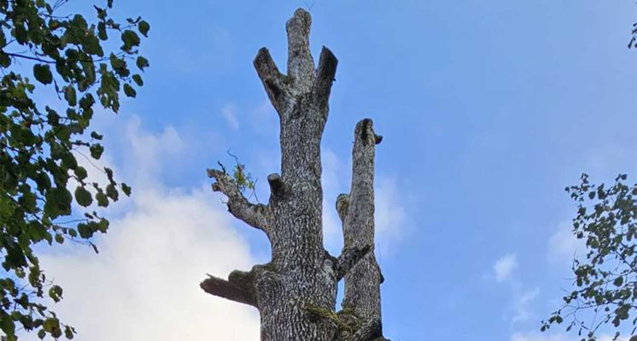 HIGHGATE TREE MONOLITHING - TREE SURGEONS HIGHGATE