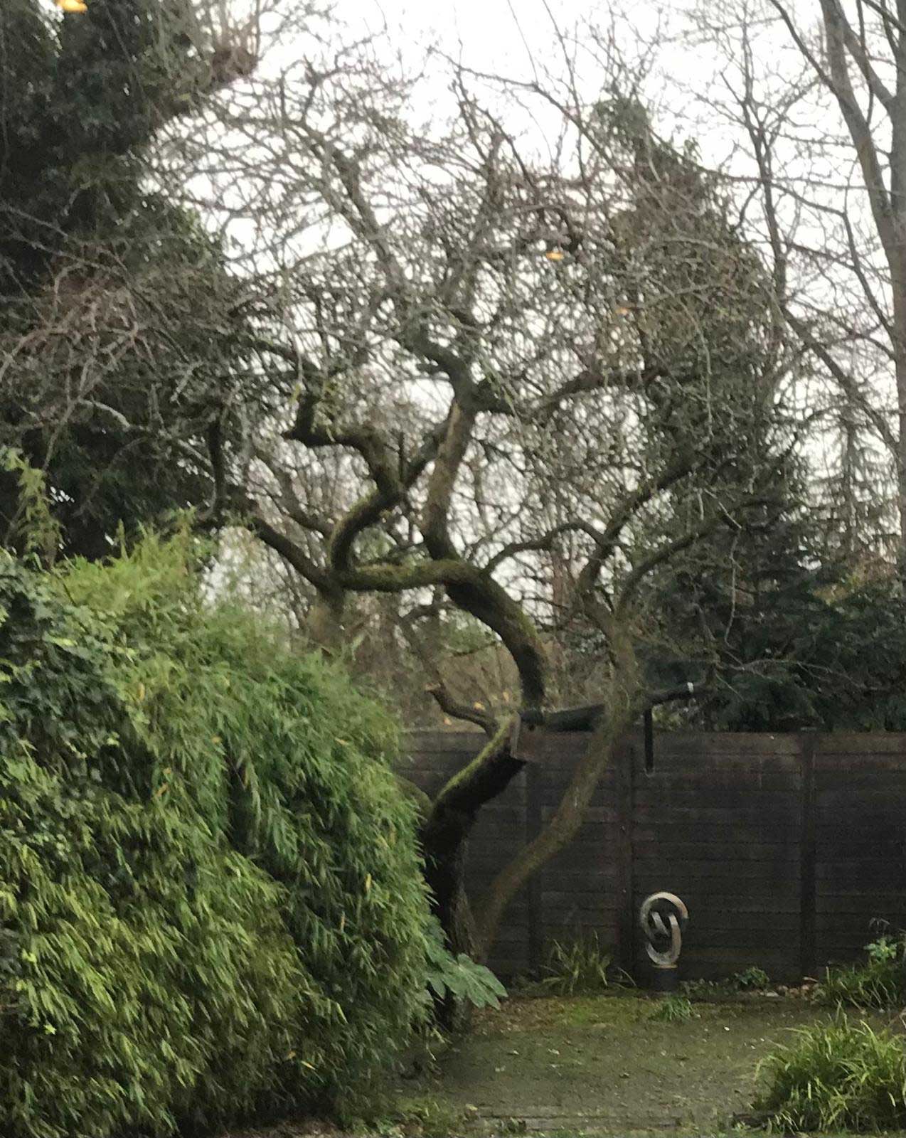 tree+surgeon+near+highgate - TREE SURGEONS HIGHGATE