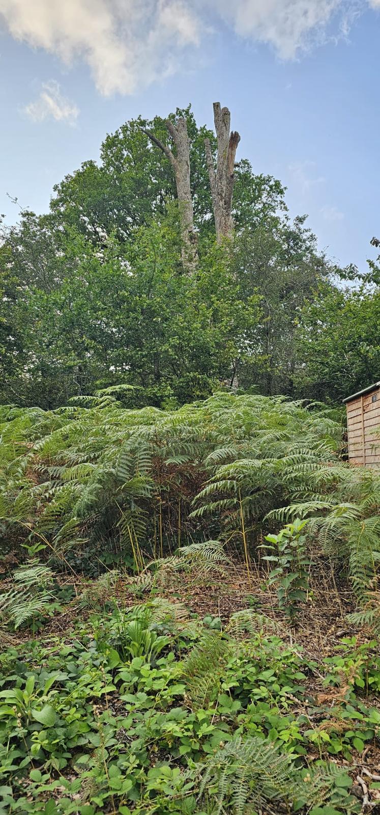 tree+surgeon+near+holloway - TREE SURGEONS HOLLOWAY