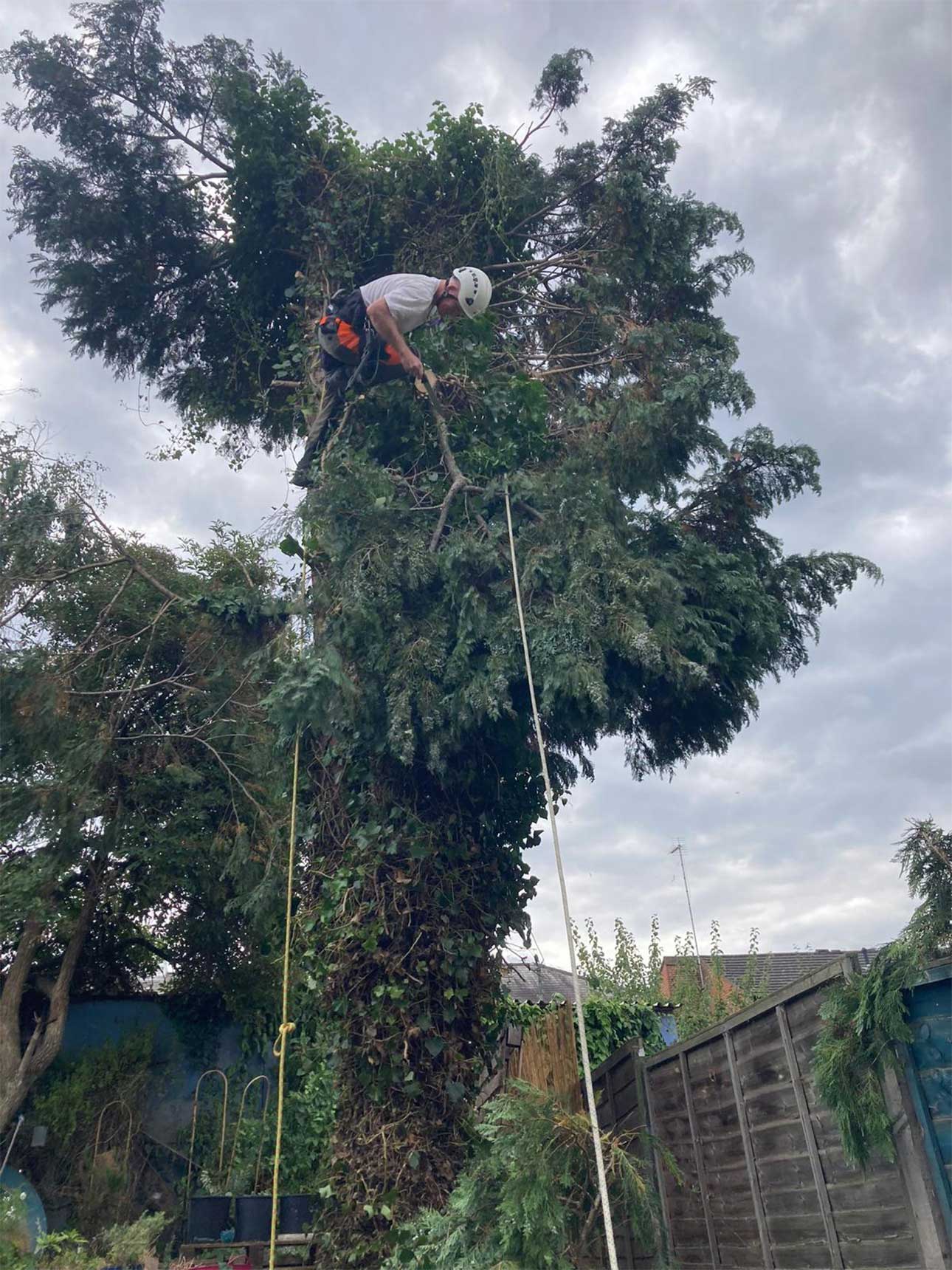 tree+surgeon+near+kings langley - TREE SURGEONS KINGS LANGLEY