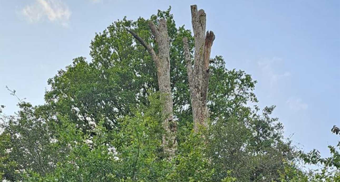 KINGS LANGLEY TREE POLLARDING - TREE SURGEONS KINGS LANGLEY