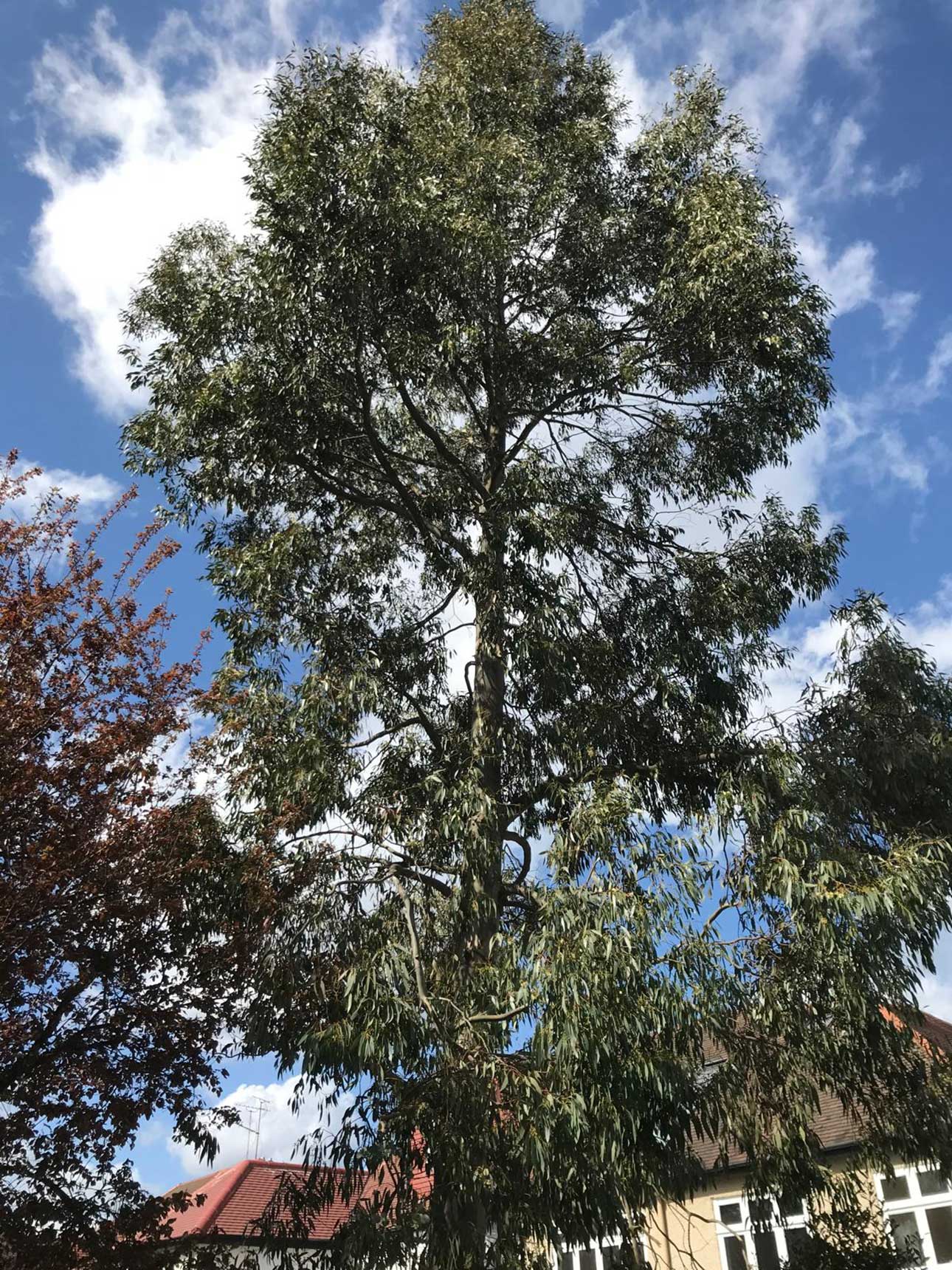 tree+surgeon+near+stanmore - TREE SURGEONS HA7 STANMORE