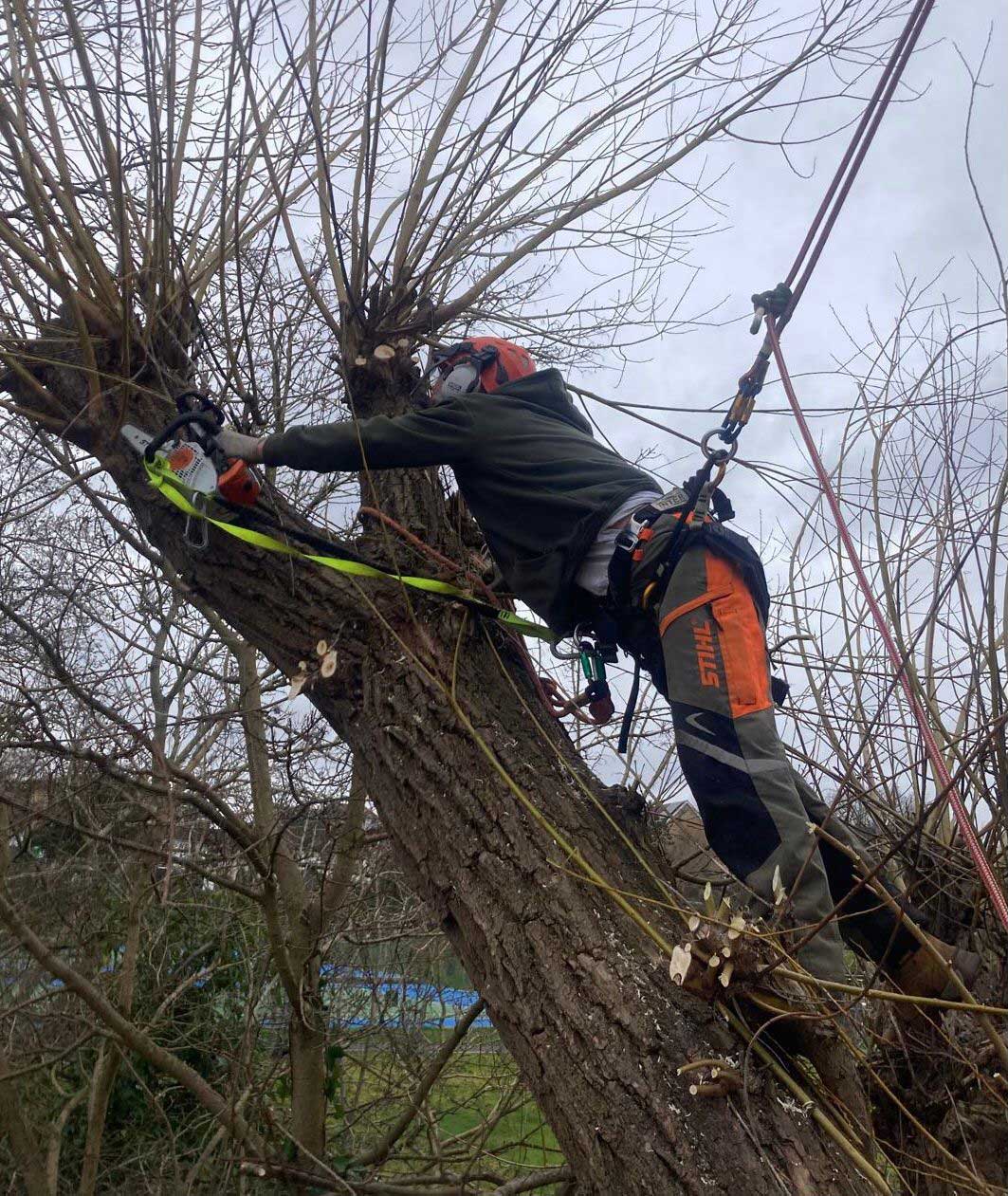 tree+surgeon+near+wembley - TREE SURGEONS WEMBLEY