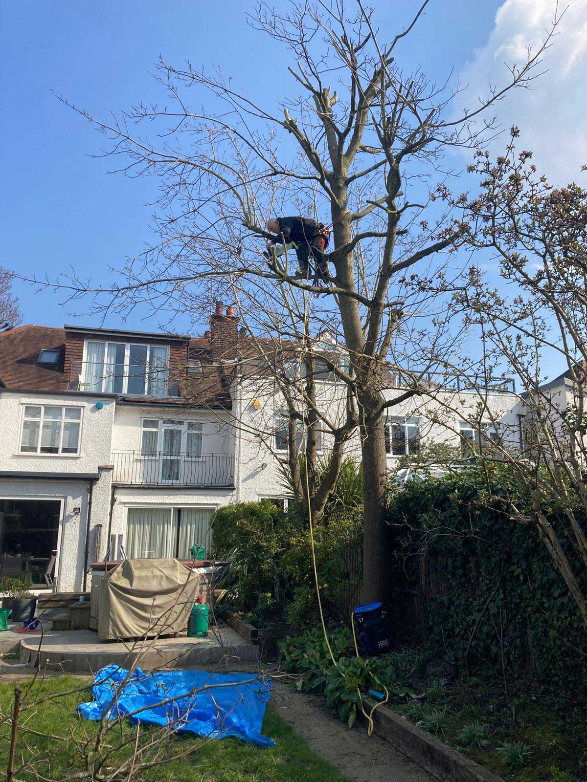 NORTH LONDON TREE SERVICES - TREE SURGEONS NORTH LONDON CALL: 0208 058 1883