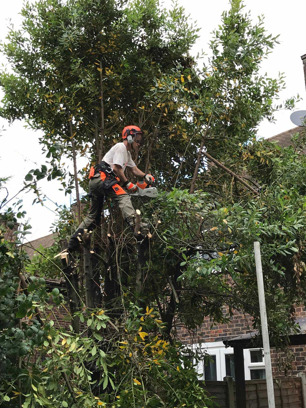 NORTH LONDON TREE SERVICES - TREE SURGEONS NORTH LONDON CALL: 0208 058 1883