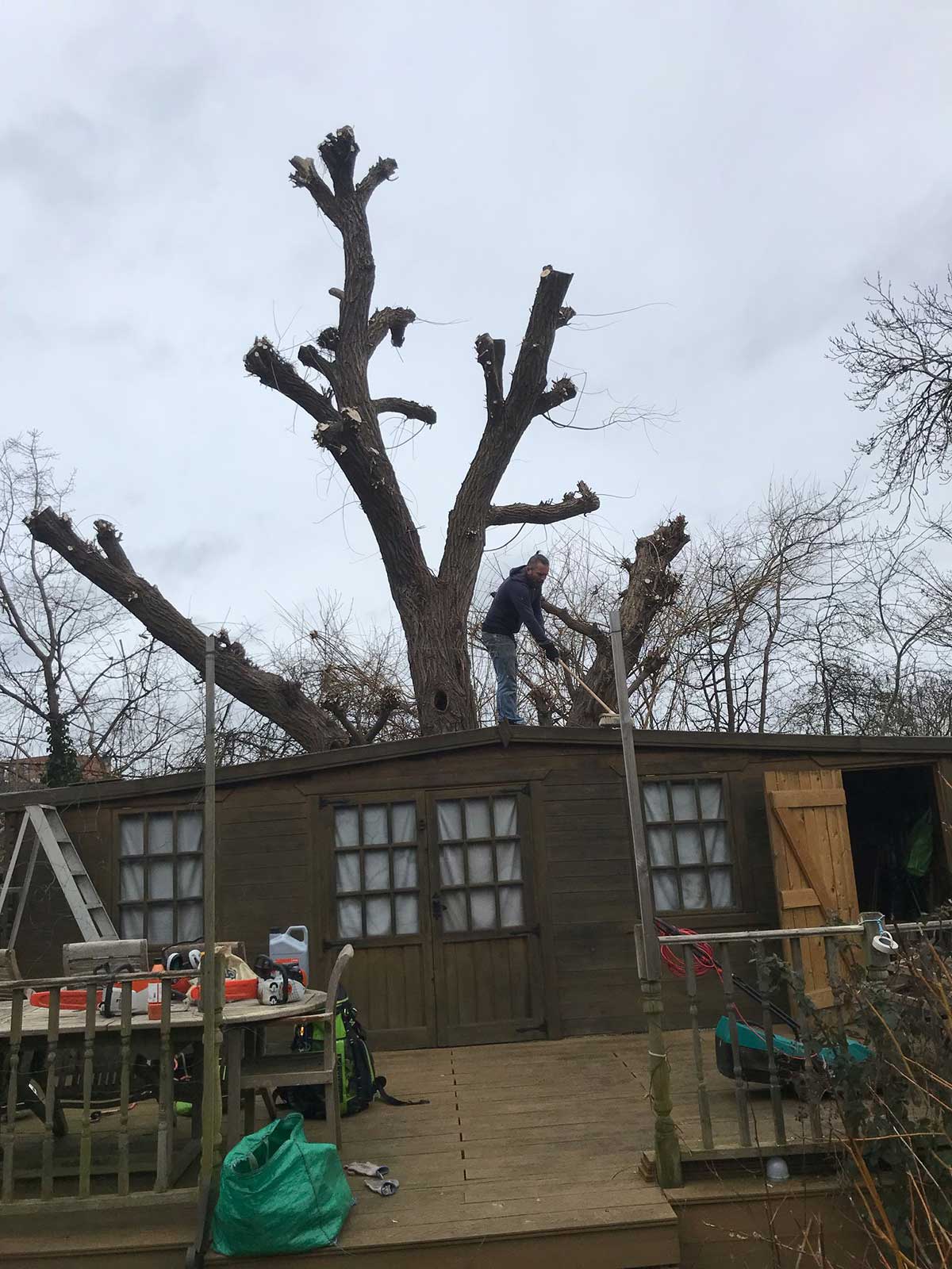 NORTH LONDON TREE SERVICES - TREE SURGEONS NORTH LONDON CALL: 0208 058 1883
