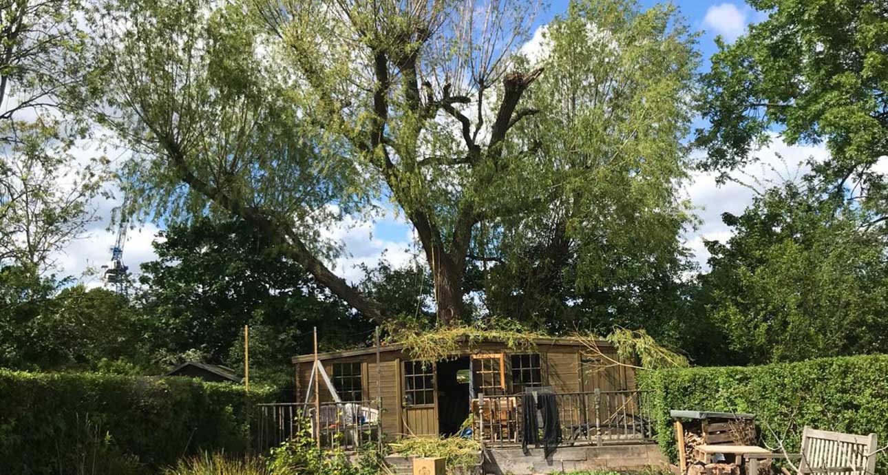 TREE PRUNING IMAGE BY N10 TREES - TREE SURGEONS NORTH LONDON CALL: 0208 058 1883