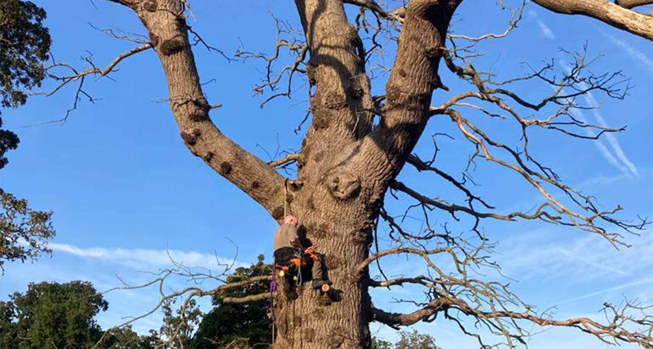 NORTH LONDON TREE SERVICES - TREE SURGEONS NORTH LONDON CALL: 0208 058 1883