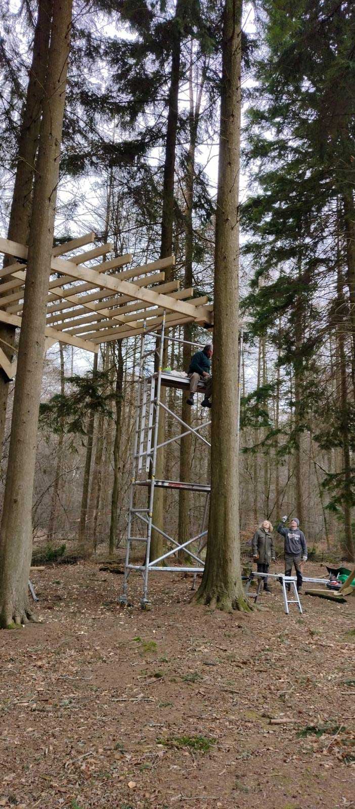 NORTH LONDON TREE SERVICES - TREE SURGEONS NORTH LONDON CALL: 0208 058 1883