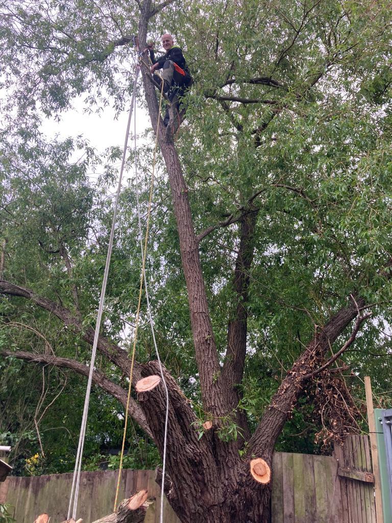 NORTH LONDON TREE SERVICES - TREE SURGEONS NORTH LONDON CALL: 0208 058 1883