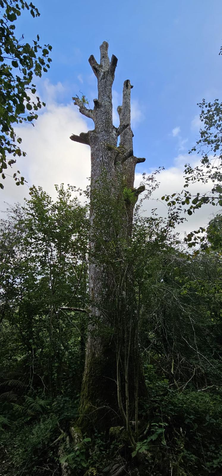 NORTH LONDON TREE SERVICES - TREE SURGEONS NORTH LONDON CALL: 0208 058 1883